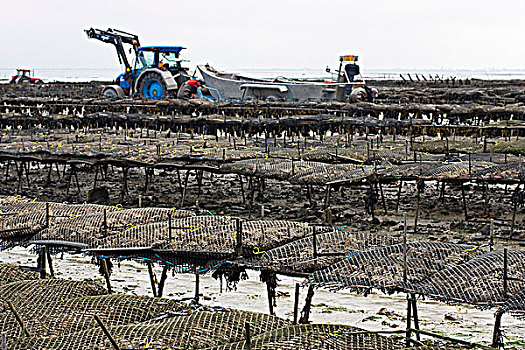 法国,布列塔尼半岛,伊勒-维莱讷省,牡蛎养殖场