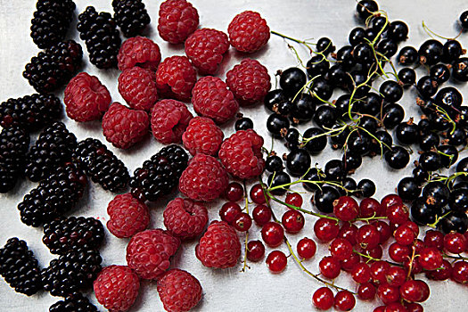 黑莓,树莓,黑醋栗,红醋栗
