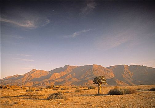 抖树,纳米布沙漠,纳米比亚