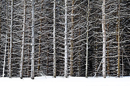 自然背景,树干,冬天