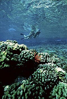 潜水,莫洛基尼岛,小岛