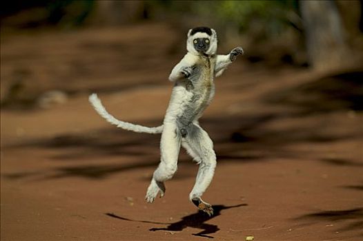 维氏冕狐猴,跳跃,地面,脆弱,贝伦提私人保护区,马达加斯加