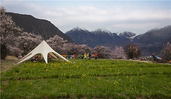 野桃花观赏圣地索松村