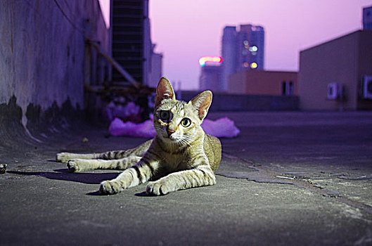 楼顶野猫