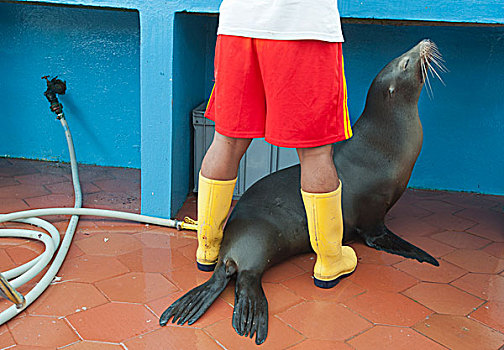 加拉帕戈斯,海狮,加拉帕戈斯海狮,请求,鱼市,波多黎各,圣克鲁斯岛,加拉帕戈斯群岛,厄瓜多尔