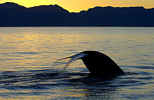 蓝色,鲸,成年,尾部,准备,剪影,日落,科特兹海,墨西哥,北美