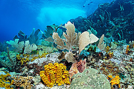 珊瑚,礁石,海洋,海绵,小,多巴哥岛,斯佩塞德,特立尼达和多巴哥,小安的列斯群岛,加勒比海