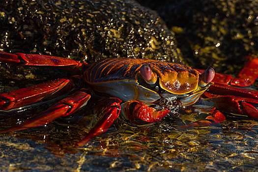 加拉帕戈斯群岛螃蟹