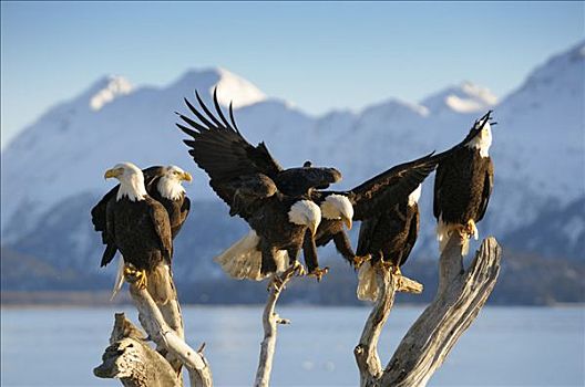 白头鹰,海雕属,雕,栖息,山,背景,卡契马克湾,州立公园,肯奈半岛,阿拉斯加,美国