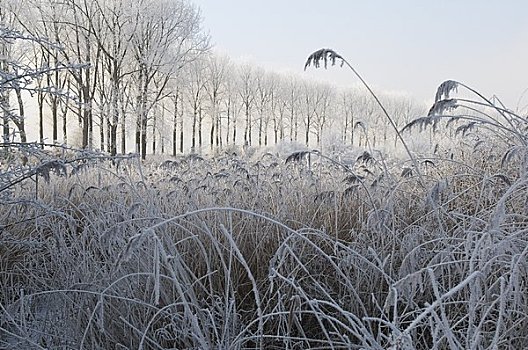 霜冻,芦苇,荷兰