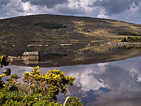 爱尔兰,多纳格,国家公园,风景,湖,花,扫帚