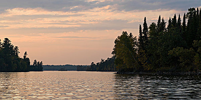 树,湖岸,湖,木头,安大略省,加拿大
