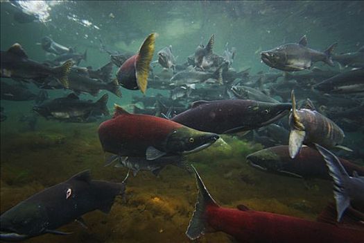 红大马哈鱼,红鲑鱼,群,饲养,色彩,威廉王子湾,阿拉斯加