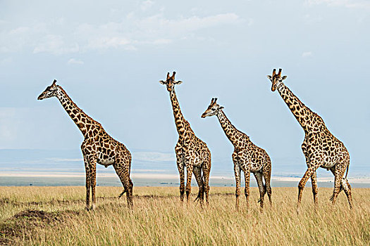 东非,肯尼亚,马赛马拉国家保护区,三角形,马拉河,盆地,长颈鹿,大幅,尺寸