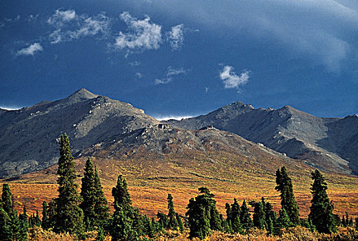 樱草花,山脊,德纳里峰国家公园,阿拉斯加,美国