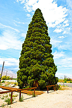 美国,加利福尼亚,巨杉,荣耀,大,松树,纪念,场所,公路