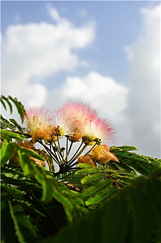 花,刺槐