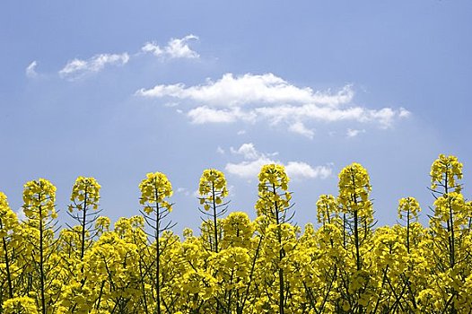 田芥菜,地点