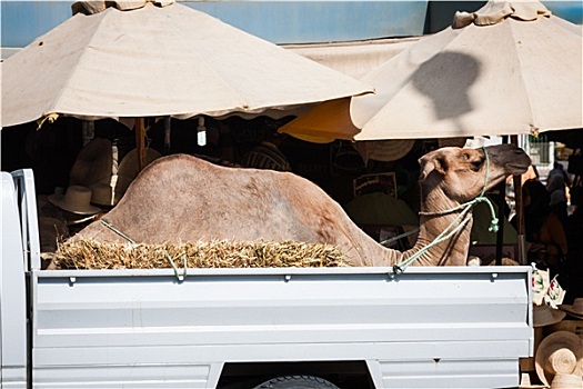 运输,骆驼,汽车,突尼斯