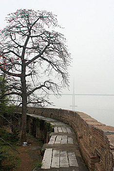 崖门古炮台盛开的木棉花,远处为崖门大桥,崖门,宋朝最后一位皇帝灭亡之地,2005-03摄