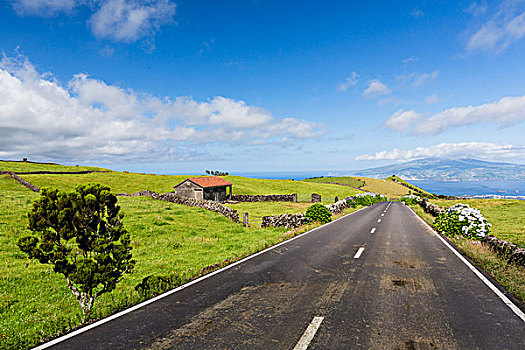 道路,牧场,正面,风景,法亚尔,远景,皮库岛,亚速尔群岛,葡萄牙