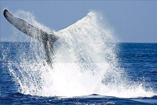 夏威夷,夏威夷大岛,尾部,驼背鲸,大翅鲸属,鲸鱼,普罗旺斯地区艾克斯,瀑布,海水