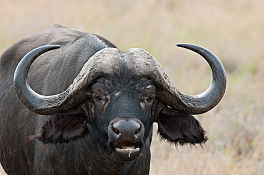南非水牛,非洲水牛,头像,肯尼亚