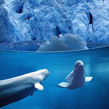 白鲸,水下,冰河,合成效果