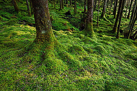 苔藓,树干,林中地面,针叶树,树林,奥尔湖,阿盖尔郡,苏格兰