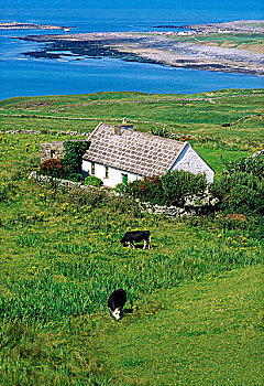 爱尔兰,牛,放牧,靠近,房子,海岸
