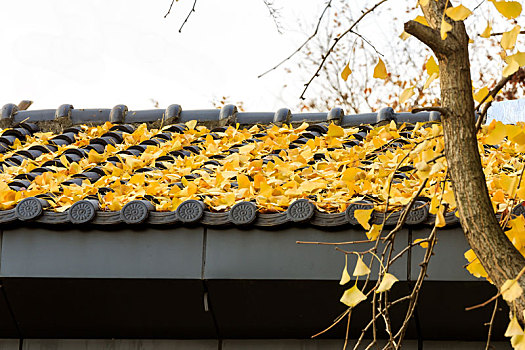 灰瓦屋顶的黄色银杏树落叶
