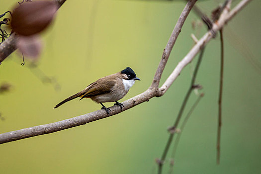 一只黄臀鹎鸟停留在树枝上疏理羽毛