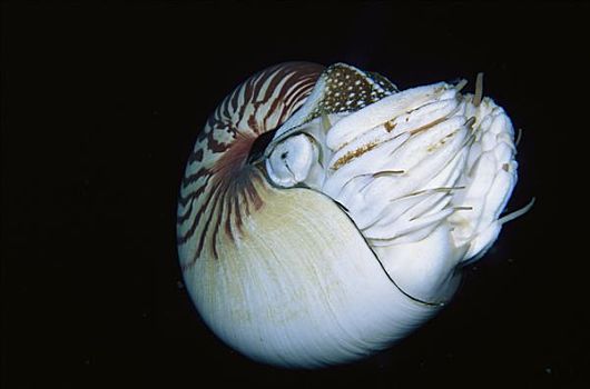 鹦鹉螺,巴布亚新几内亚