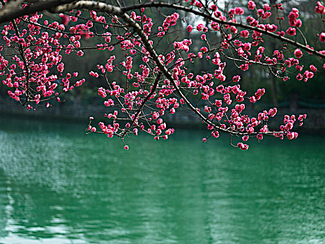 春天,红梅花,盛开,河边