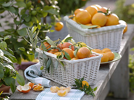 橘子,柑橘,白色,篮子,装饰,橄榄枝