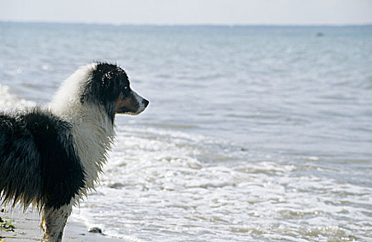 狗,看,海洋