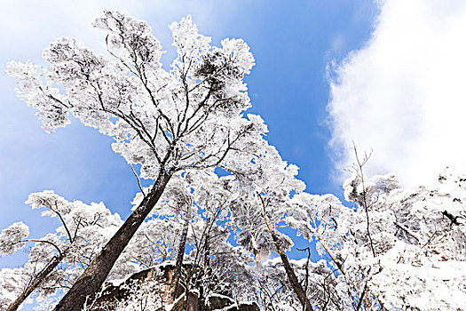 雪景,黃山