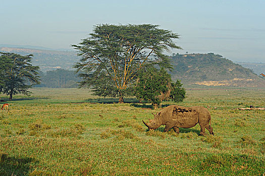 肯尼亚,纳库鲁湖国家公园,白犀牛,白犀,背影