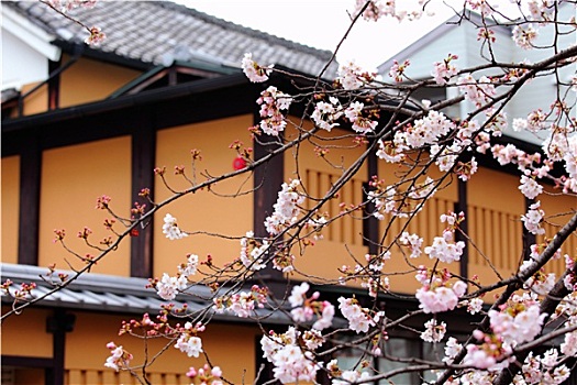 樱花,树,传统,日式房屋