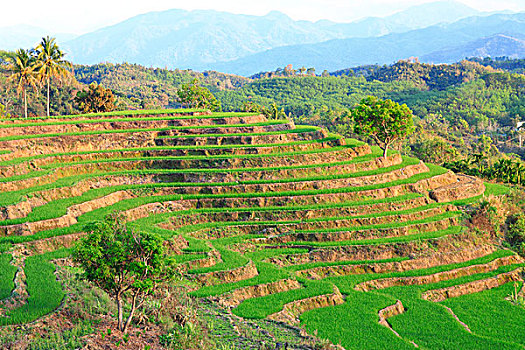 五指山市梯田风光