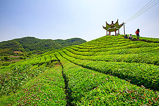 海曙,龙观,茶园,山,茶叶,茶山,亭子,台阶