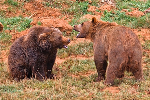 棕熊,争斗
