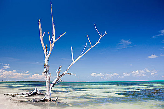 树,海滩,尤卡坦半岛,墨西哥