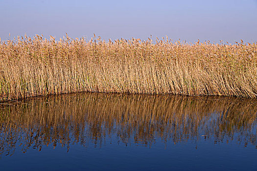 扎龙湿地