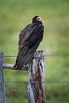 秃鹰,坐,栅栏柱,潘塔纳尔,南马托格罗索州,巴西,南美