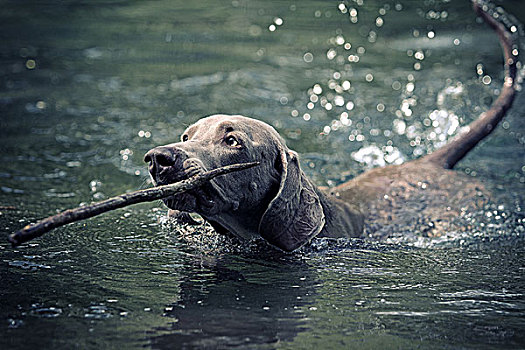 魏玛犬,狗,游泳
