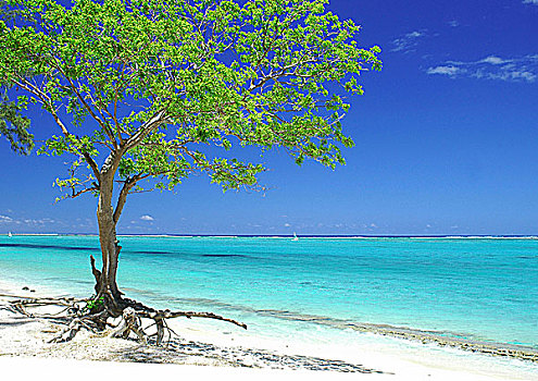 印度洋,毛里求斯,树,沙子,泻湖