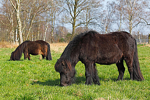 设得兰矮种马,后面,迷你,石荷州,德国,欧洲
