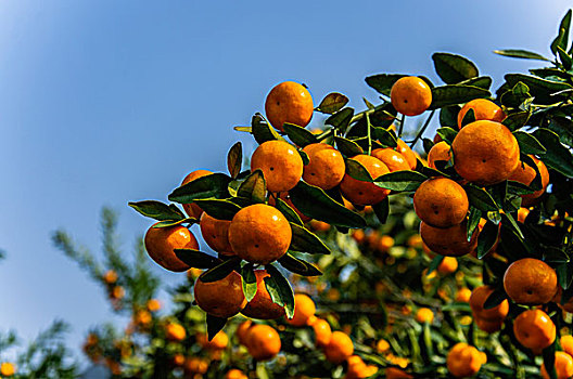 柑橘成熟