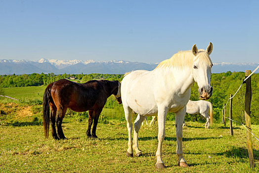 马,草地,比利牛斯山脉,背景
